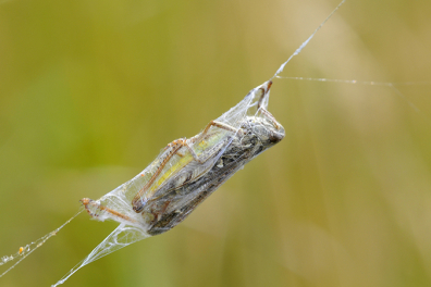 Alimentation de l'araignée - 2mn 44s